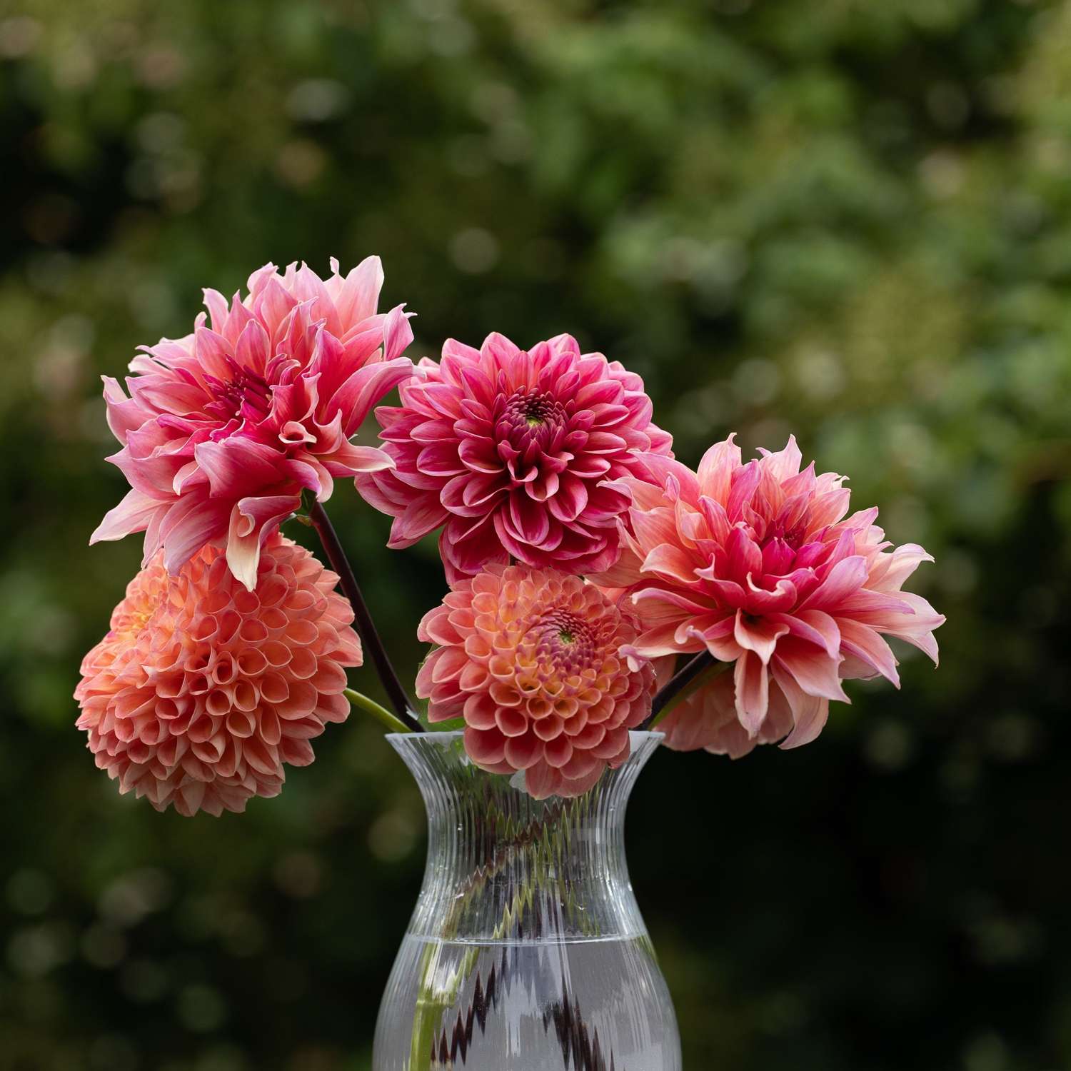 Dahliamix 'Summer Sorbet'